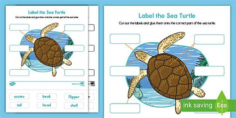 Label the Sea Turtle Worksheet for Kids | Twinkl USA