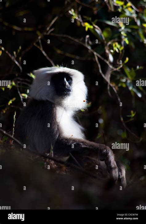 Nepal Gray Langur Himalayan Langur Semnopithecus Schistaceus