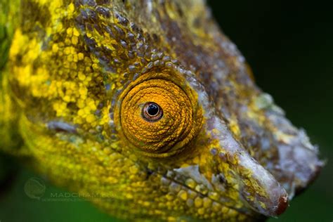 Goodinfo: Chameleon Eye Close Up