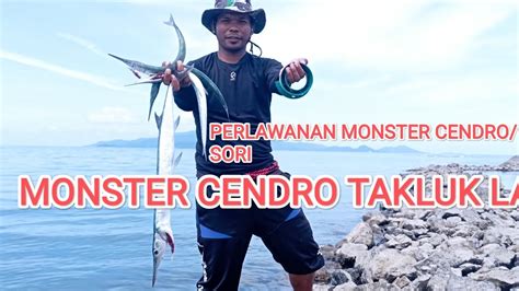 Mancing Tradisional Monster Cendro Ikan Sori Lagi Lagi Takluk Oleh