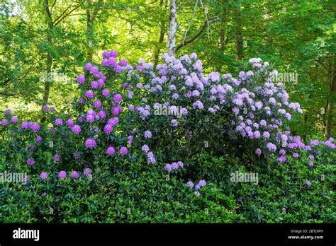 Rododendros Comunes Rhododendron Ponticum En Flor Por La Carretera En