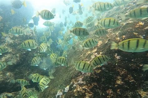 Private Snorkeling Adventure In Cabo San Lucas