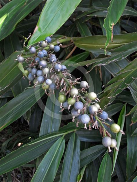 Alpinia Caerulea Australian Ginger Blue Berry Ginger Brush Shell