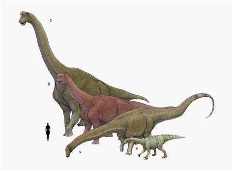 Diplodocus Brachiosaurus, HD Png Download - kindpng