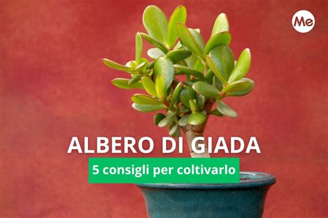 Albero Di Giada Consigli Per Coltivarlo In Casa Greenme