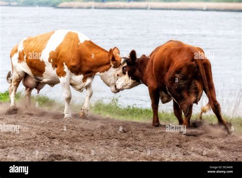 Two cows fighting at riverside Stock Photo - Alamy