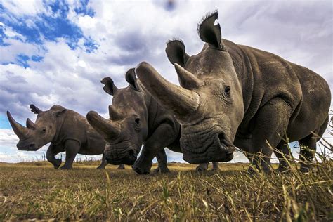 Radioactive Rhino Horns South African Scientists Bold Anti Poaching Move