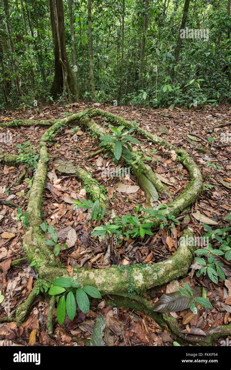 Piso de la selva Fotos e Imágenes de stock Alamy