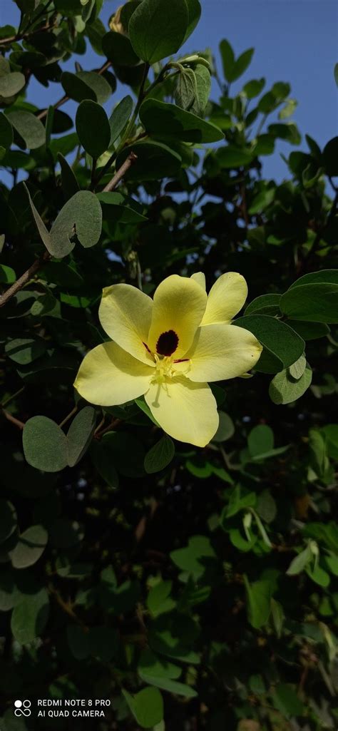 Bauhinia Acuminata A Beautiful Tropical Flowering Shrub