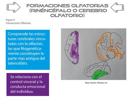 Sistema L Mbico Funcionalidad Y Estructuras