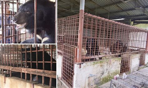 Five Moon Bears Freed After More Than Twenty Years Trapped In Cages At