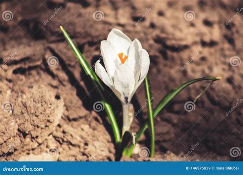 White crocus flower stock image. Image of crocus, beauty - 146575839