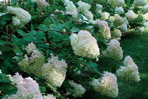 Top 10 Drought Tolerant Shrubs Zone 9