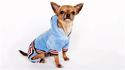 dog clothes   fur baby  edition