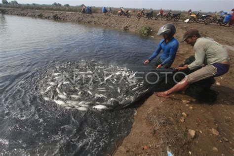 Target Perikanan Budidaya Antara Foto