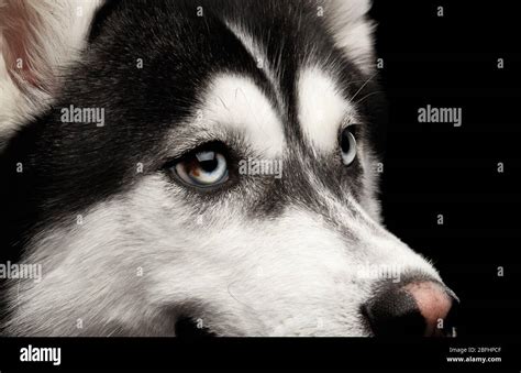 Retrato De Primer Plano De Perro Siberiano De Husky Con Diferentes Ojos