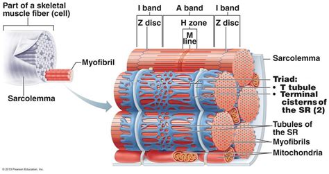 Chapter 9 Muscles And Muscles Tissue Muscular System Anatomy And