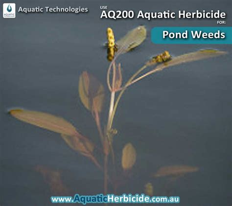 aquatic-technologies-herbicide-pond-weeds-02 - Aquatic Weed Control