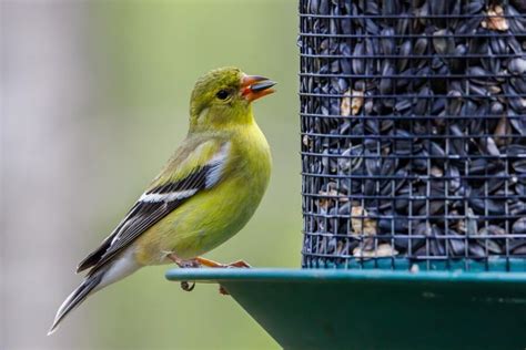 Which Birds Eat Sunflower Seeds Types Of Sunflower Seeds