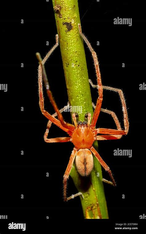 Malagasy Orange Spider Madagascar Wildlife Stock Photo Alamy