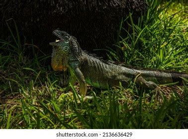 2,117 Iguana Eat Images, Stock Photos & Vectors | Shutterstock