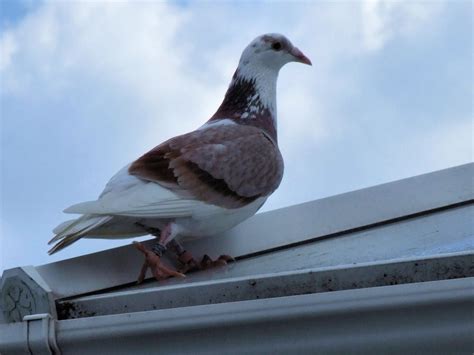 Pigeon Racing What Makes A Champion Winning Pigeon Racing And