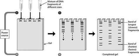 Solved Gel Electrophoresis Separates Dna Fragments Because