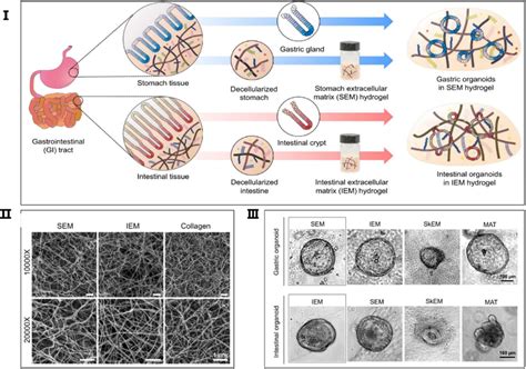 Organoid Culturing Capabilities Of Ecm Hydrogel I Schematic