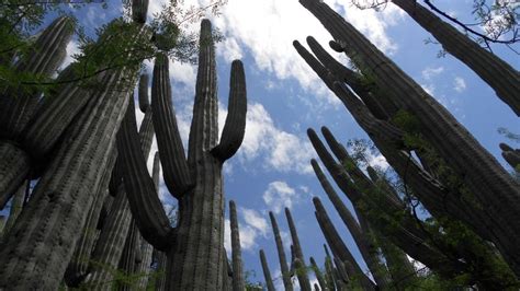 5 Cosas Qué Hacer En Tehuacán Para Disfrutar De La Belleza De Puebla