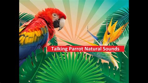 Talking Parrot Natural Sounds What Is The Real Sound Of Parrot