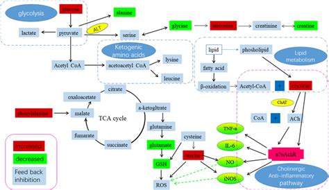 Schematic Diagram Of The Main Metabolic Pathways And Signaling Pathways