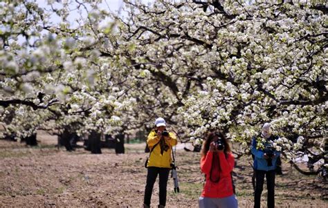 Chinhae Cherry Blossom Festival Photos - Photos,Images,Gallery - 5292