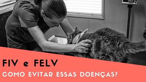 Fiv E Felv Como Evitar Essas Doen As Em Gatos Youtube