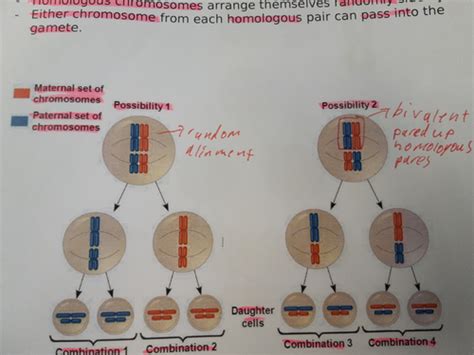 How Does Meiosis Create Genetic Variation And Meiosis Example Questions