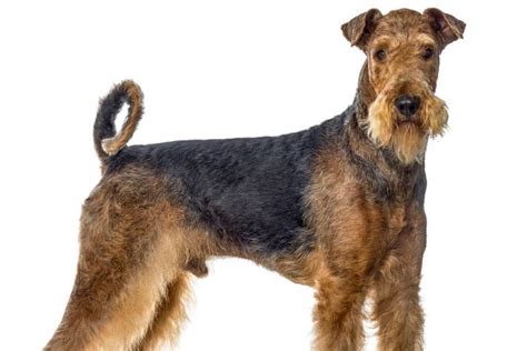 Airedale Terrier Size Weight Height And Growth Chart