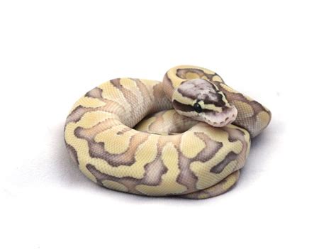 Nuclear Superfly Enchi Morph List World Of Ball Pythons Pet Snake