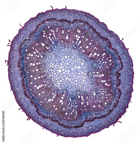 Microscopic Cells Microscopic Images Biology Plants Biology Art