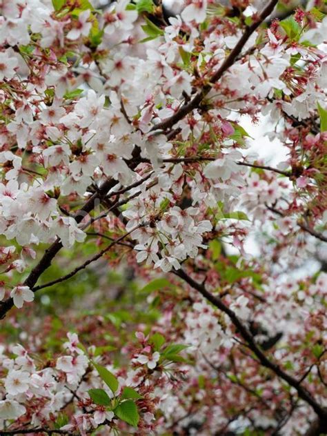 雨の日の公園に咲く散り始めの桜 No 26296610｜写真素材なら「写真ac」無料（フリー）ダウンロードok