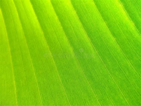 Tropical Banana Leaf Fresh Green Yellow And Brown Leaf Background