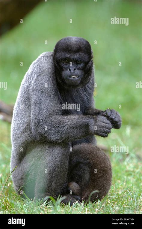 Brown Woolly Monkey Lagothrix Lagotricha Stock Photo Alamy