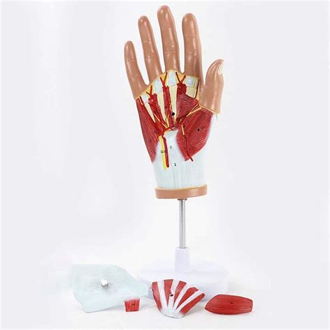 Buy ZAMAX Study Model Hand Muscle Anatomy Model Tendon Model Palm Vein