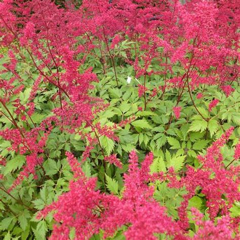 Astilbe X Arendsii Moccachino Vivac Vari T Au Feuillage Bronze Et