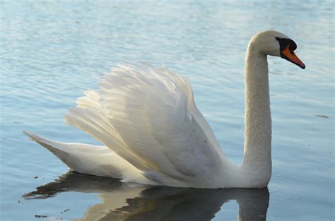 Fotos gratis agua naturaleza pájaro ala blanco lago animal