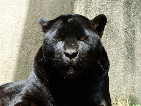 melanistic jaguar | muzina_shanghai | Flickr