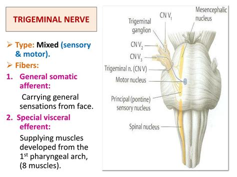 Ppt Trigeminal Nerve Powerpoint Presentation Free Download Id6116397