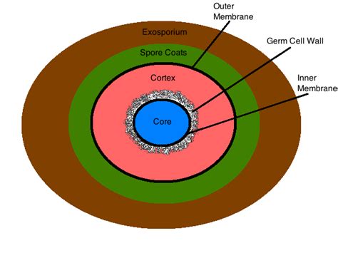 File:Figure 3 endospore structure.png - microbewiki