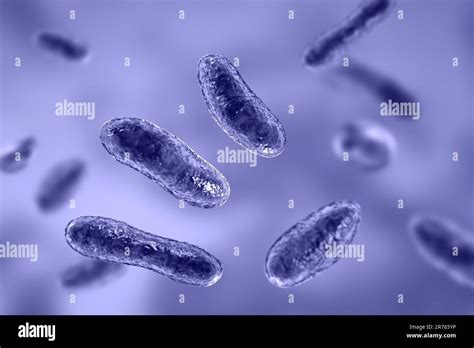 Q fever bacteria (Coxiella burnetii), computer illustration. Coxiella ...