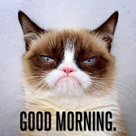 Grumpy Cat Good Morning Meme - Entrevistamosa