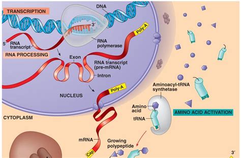 Process Of Protein Synthesis