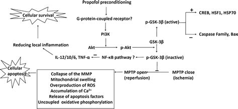 Role Of Glycogen Synthase Kinase In Protective Effect Of Propofol